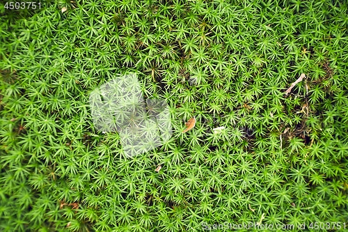 Image of Moss layer closeup