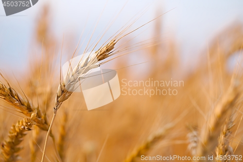 Image of Wheat field detail