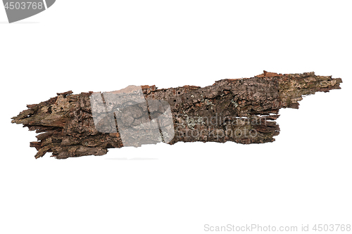 Image of Tree bark on white