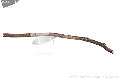 Image of Dry tree branch on white