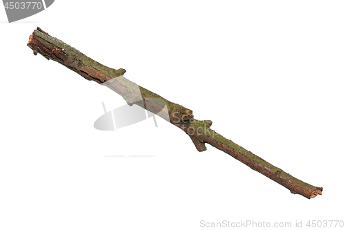 Image of Dry tree branch on white