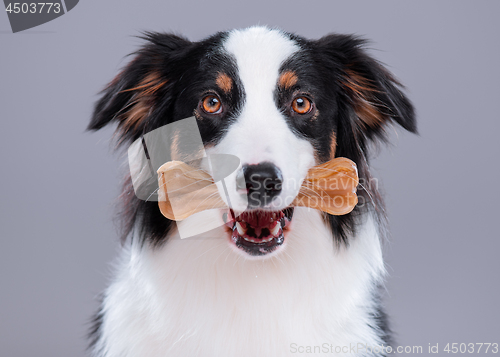 Image of Australian Shepherd dog on gray