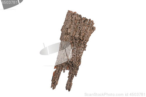 Image of Tree bark on white