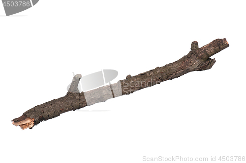 Image of Dry tree branch on white