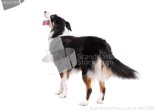 Image of Australian Shepherd dog on white