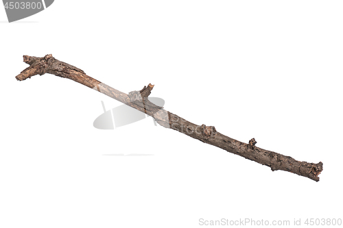 Image of Dry tree branch on white