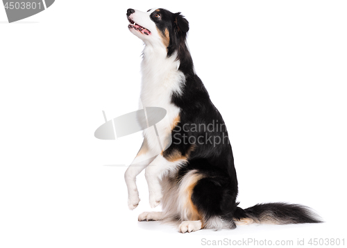 Image of Australian Shepherd dog on white