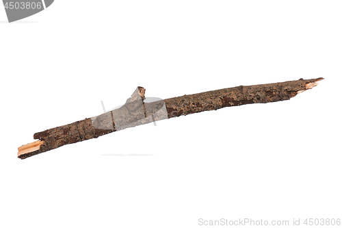 Image of Dry tree branch on white