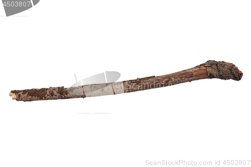 Image of Dry tree branch on white