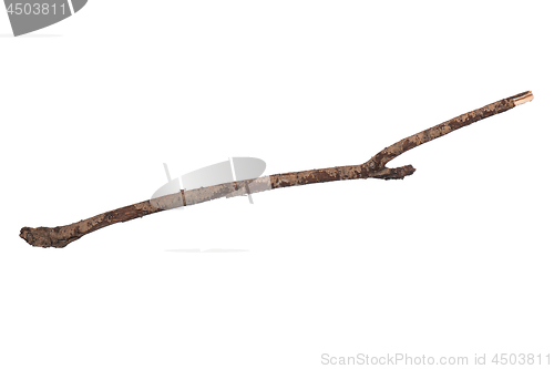 Image of Dry tree branch on white