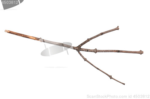 Image of Dry tree branch on white