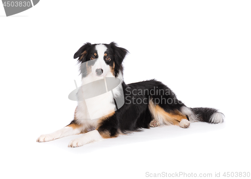 Image of Australian Shepherd dog on white