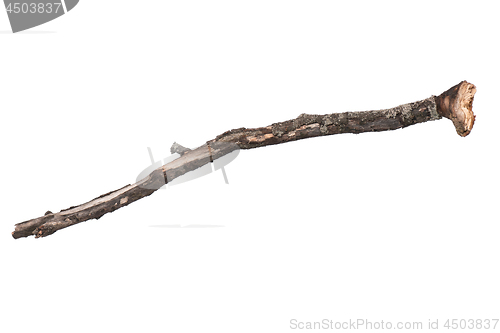 Image of Dry tree branch on white