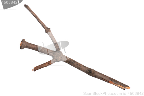 Image of Dry tree branch on white