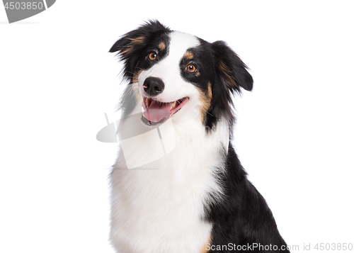 Image of Australian Shepherd dog on white