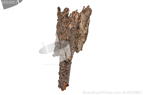 Image of Tree bark on white