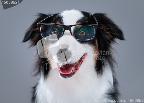 Image of Australian Shepherd dog on gray