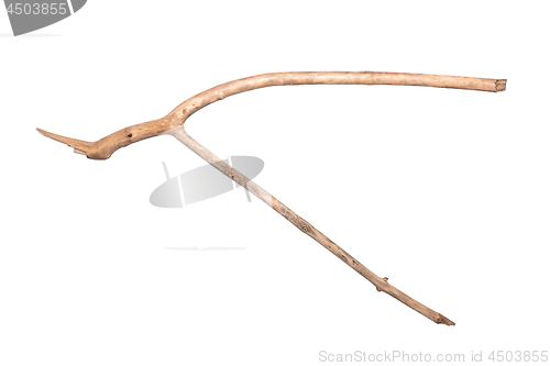 Image of Dry tree branch on white