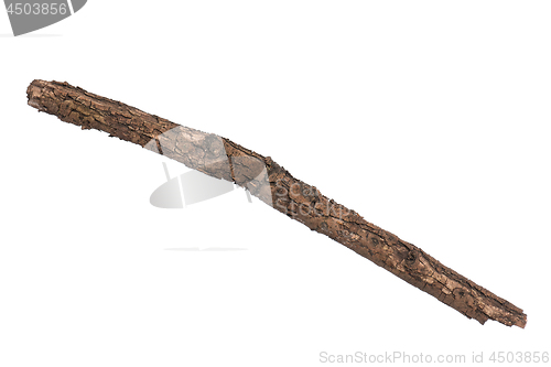 Image of Dry tree branch on white