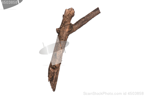 Image of Dry tree branch on white