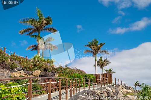 Image of Palm tree on beach Fuerteventura