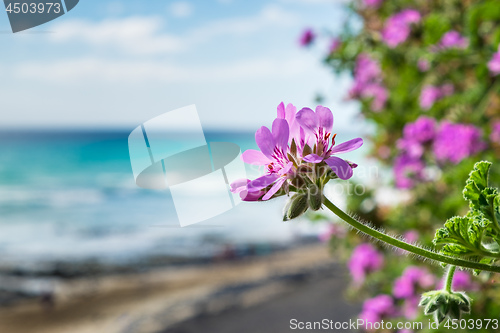 Image of Flower Fuerteventura