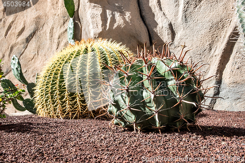Image of Cactus on Feurteventura