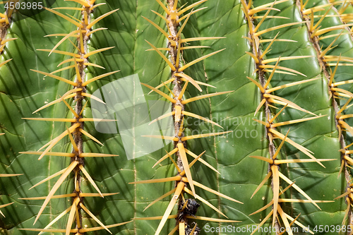 Image of Cactus on Feurteventura