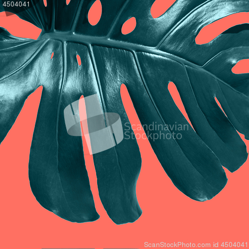 Image of Big fresh bright evergreen leaf Monstera on a color Living Coral background. Flat lay. Decorative card. Close up.