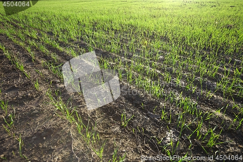 Image of Agricultural field with plants