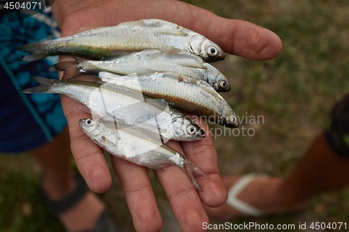 Image of Small fish in palm