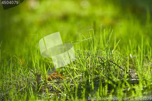 Image of Green Grass Field