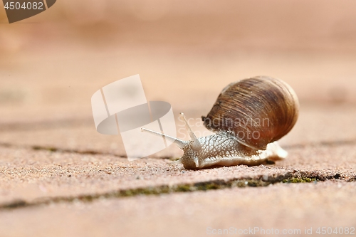 Image of Snail crawling on the ground