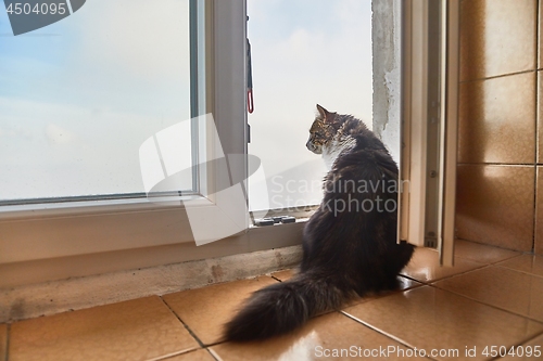 Image of Cat staring outside