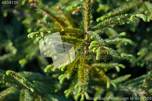 Image of Pine Tree Closeup