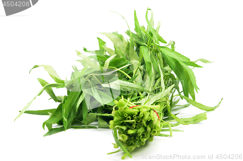 Image of Water spinach or morning glory 