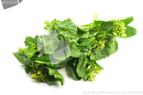 Image of Bunch of floral choy sum green vegetable