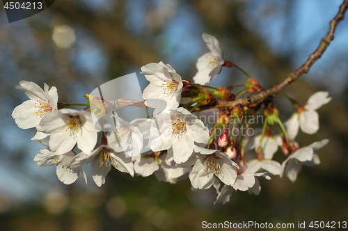 Image of Beautiful cherry blossom sakura