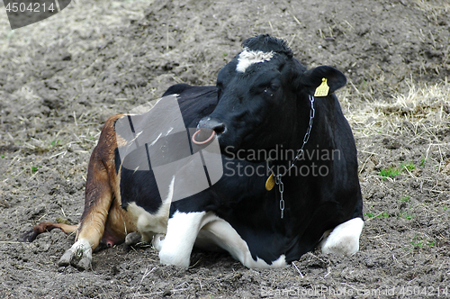 Image of Black and white cow on the field