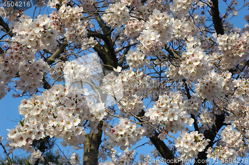 Image of Beautiful cherry blossom sakura
