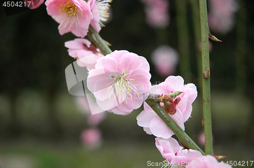 Image of Beautifully blossoming reddish plum blossom