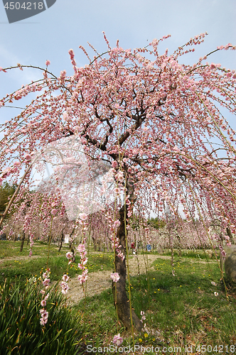 Image of Beautifully blossoming reddish plum blossom