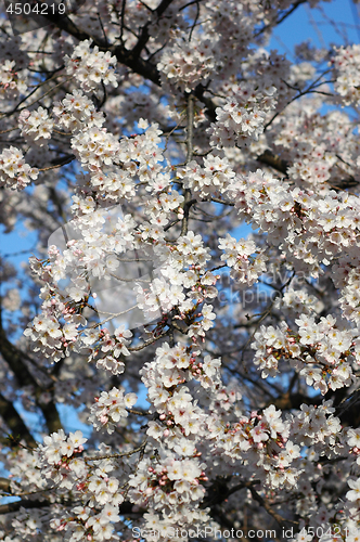 Image of Beautiful cherry blossom sakura
