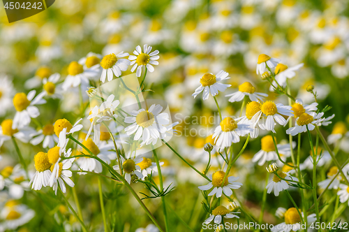 Image of Camomille flowers grow at meadow