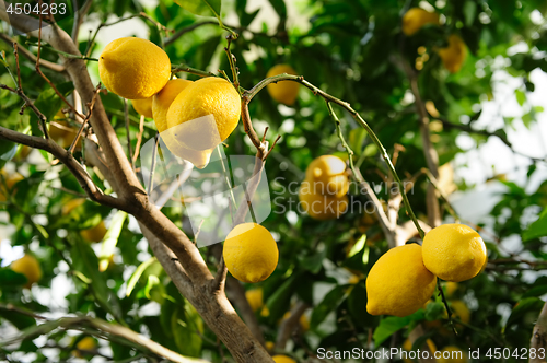 Image of Lemon fruits hanging on tree