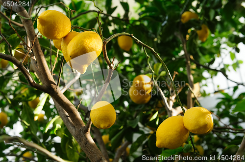 Image of Lemon fruits hanging on tree