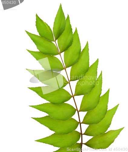 Image of Green leaves