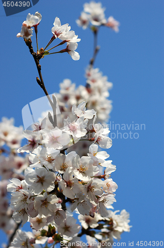 Image of Beautiful cherry blossom sakura