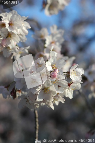 Image of Beautiful cherry blossom sakura