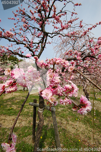 Image of Beautifully blossoming reddish plum blossom